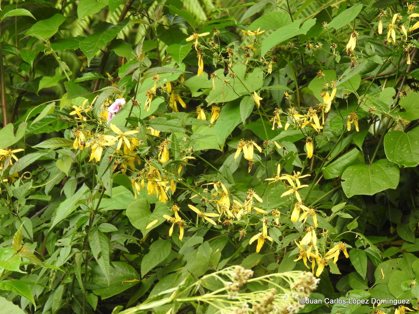 Слика од Bidens reptans (L.) G. Don