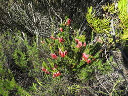 Image of Erica coccinea subsp. coccinea