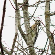 Sphyrapicus Baird & SF 1858 resmi