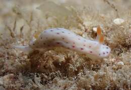 Image of Chromodoris aspersa (Gould 1852)