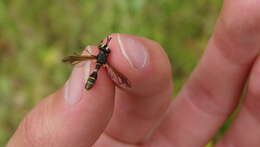 Image of Physocephala rufipes (Fabricius 1781)