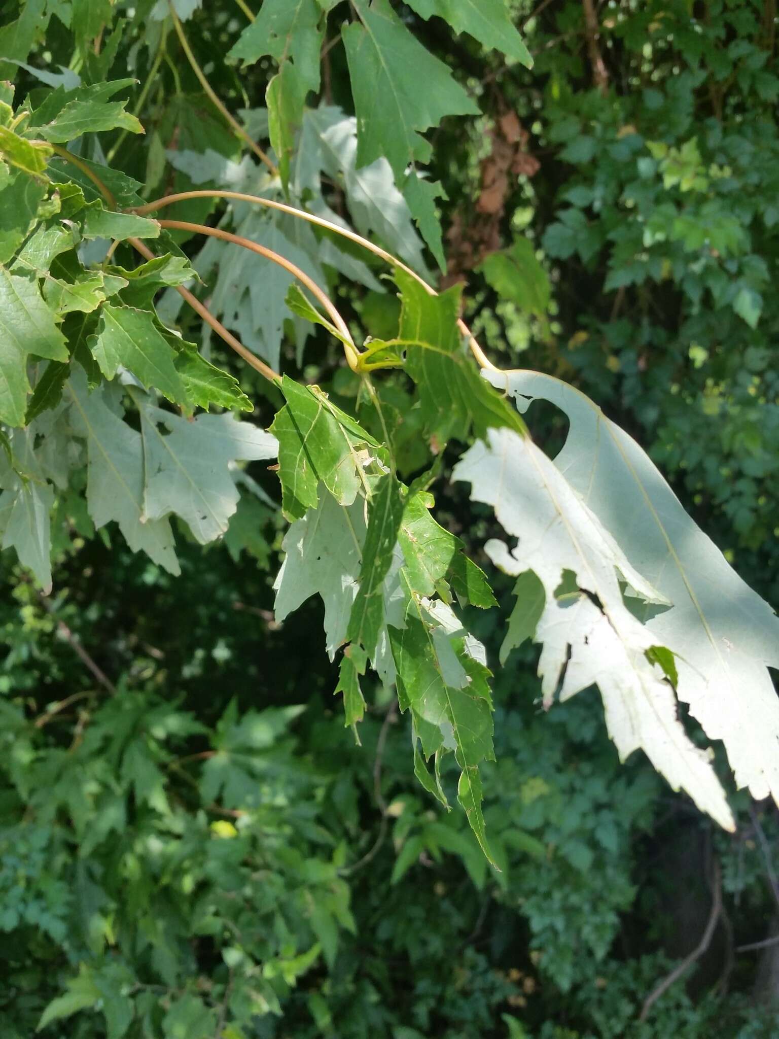 Imagem de Acer saccharinum L.