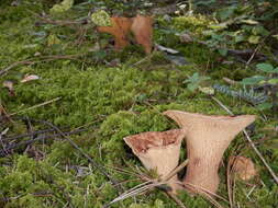 Image of Turbinellus kauffmanii (A. H. Sm.) Giachini 2011