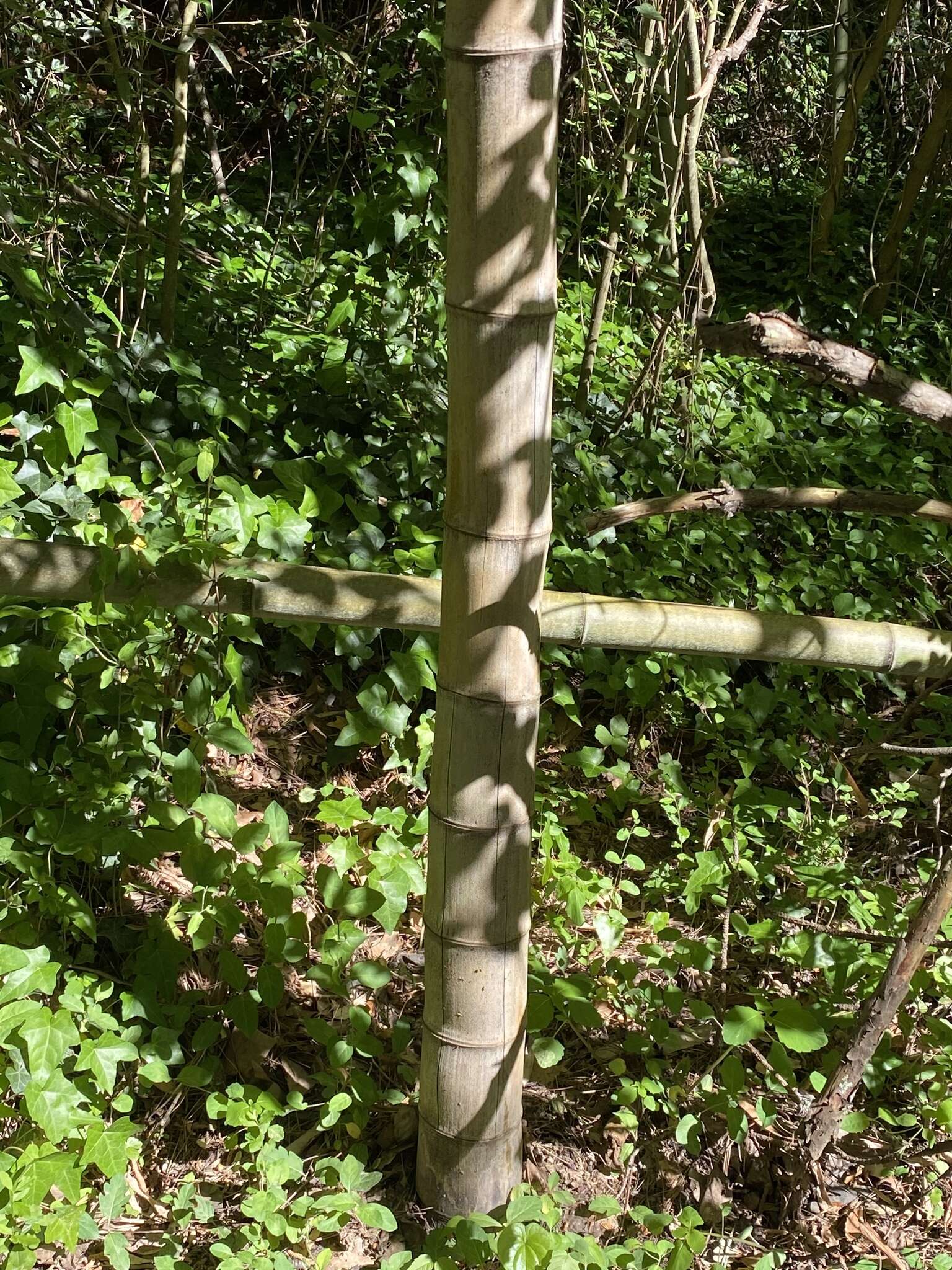 Plancia ëd Phyllostachys reticulata (Rupr.) K. Koch