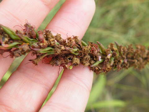 Plancia ëd Ammannia sagittifolia (Sond.) S. A. Graham & Gandhi