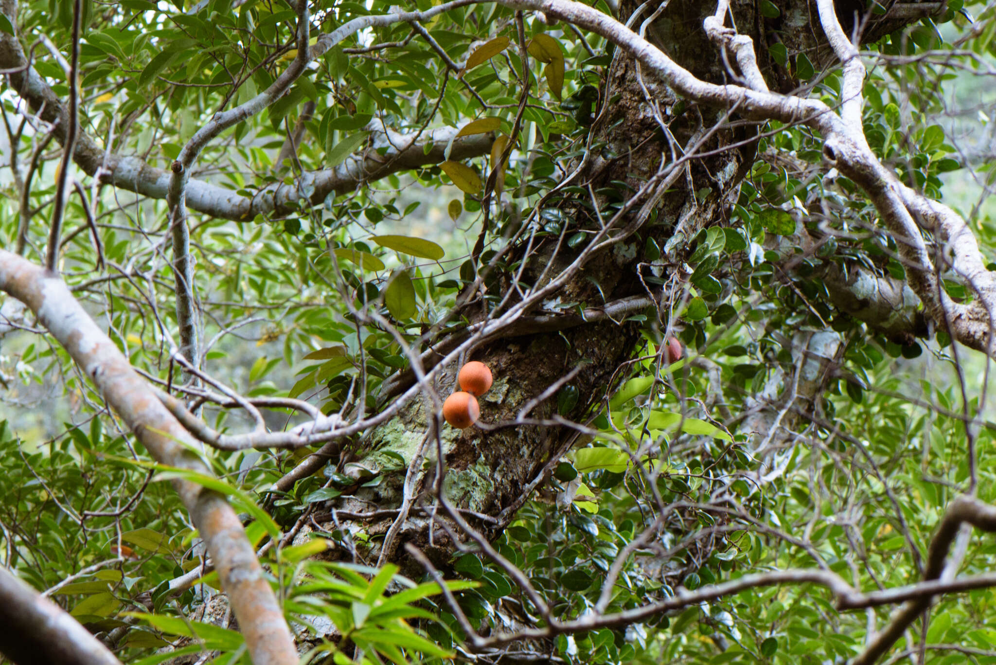 Image of Ficus aurantiaca var. parvifolia