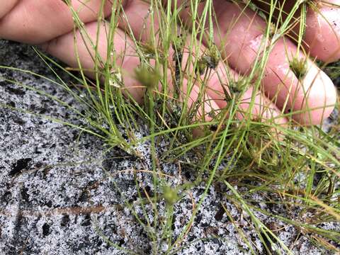 Image of Sandy-Field Hair Sedge