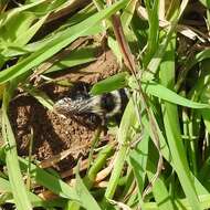 Image of Ashy Mining Bee