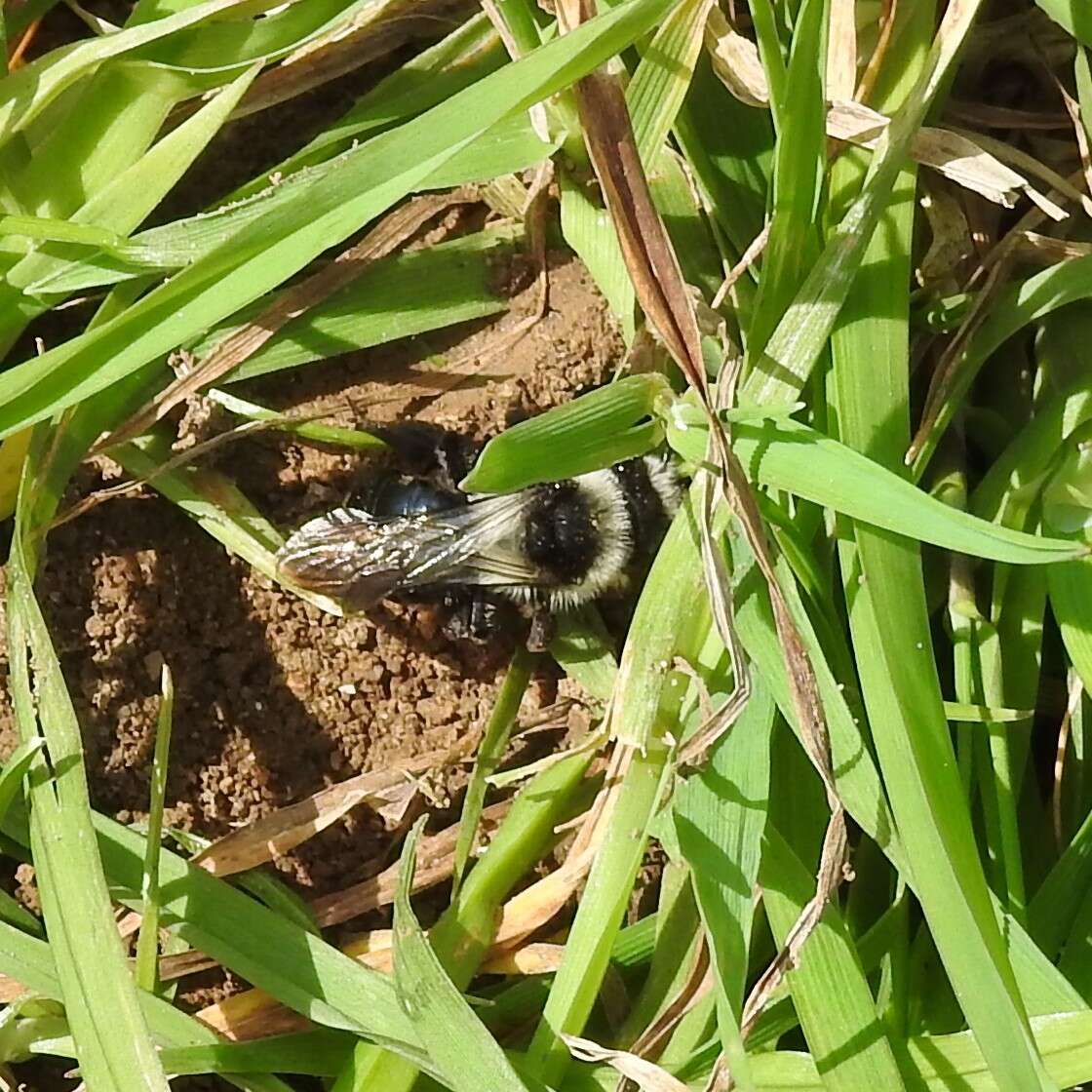 Image of Ashy Mining Bee