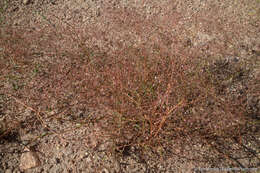 Image of Redding buckwheat