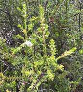 Image of Baeckea diosmifolia Rudge