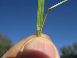 Imagem de Bromus sterilis L.