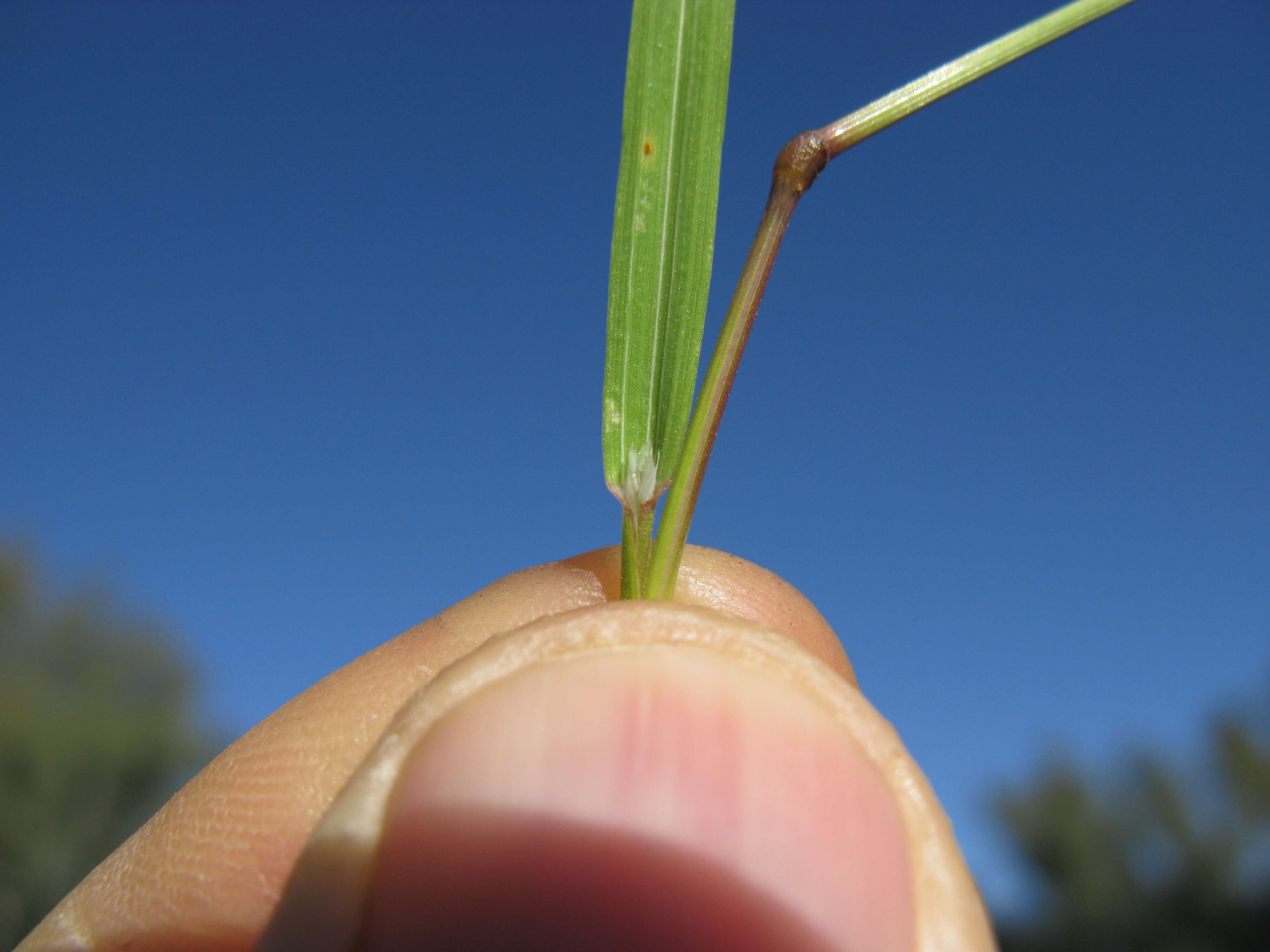 Imagem de Bromus sterilis L.