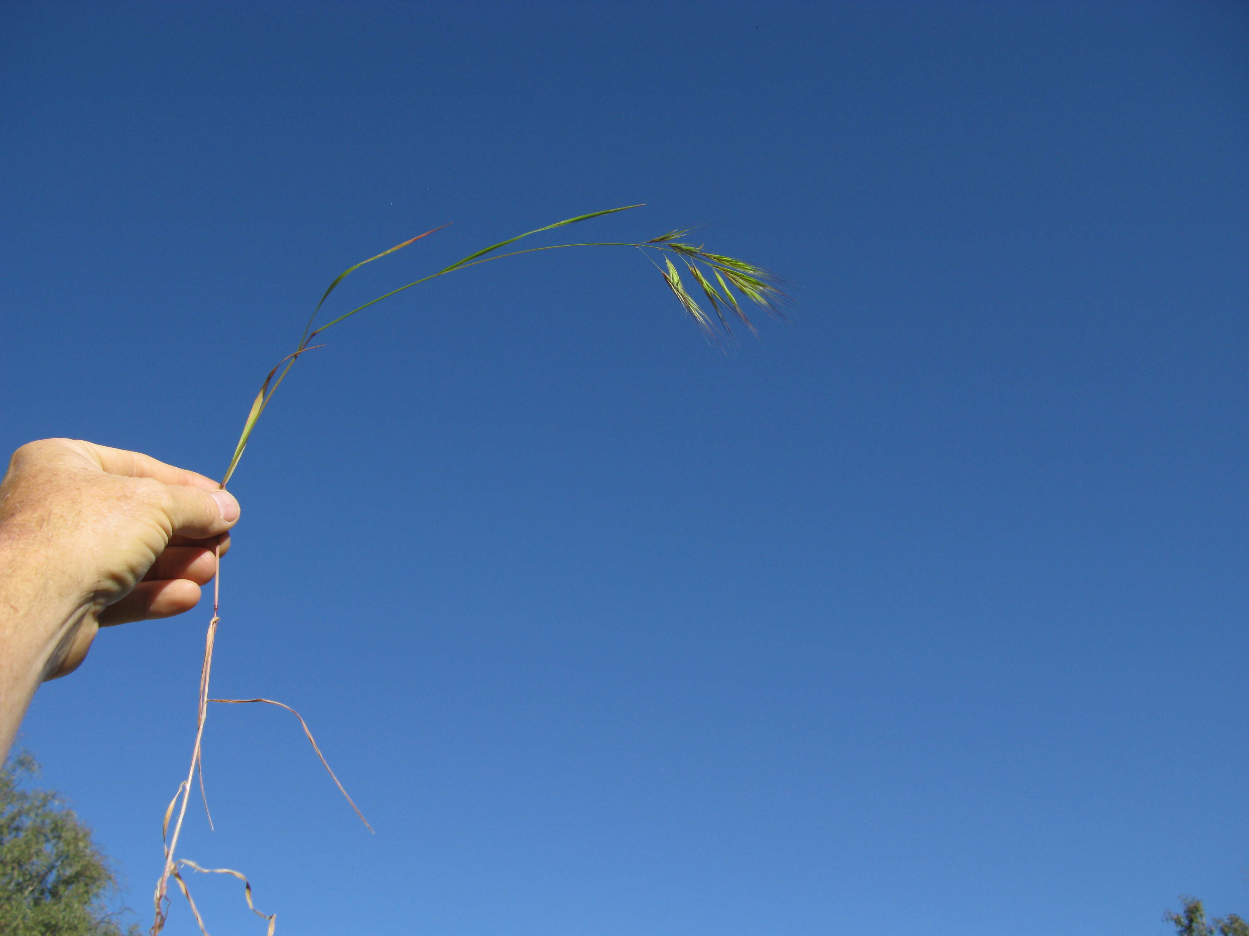 Imagem de Bromus sterilis L.