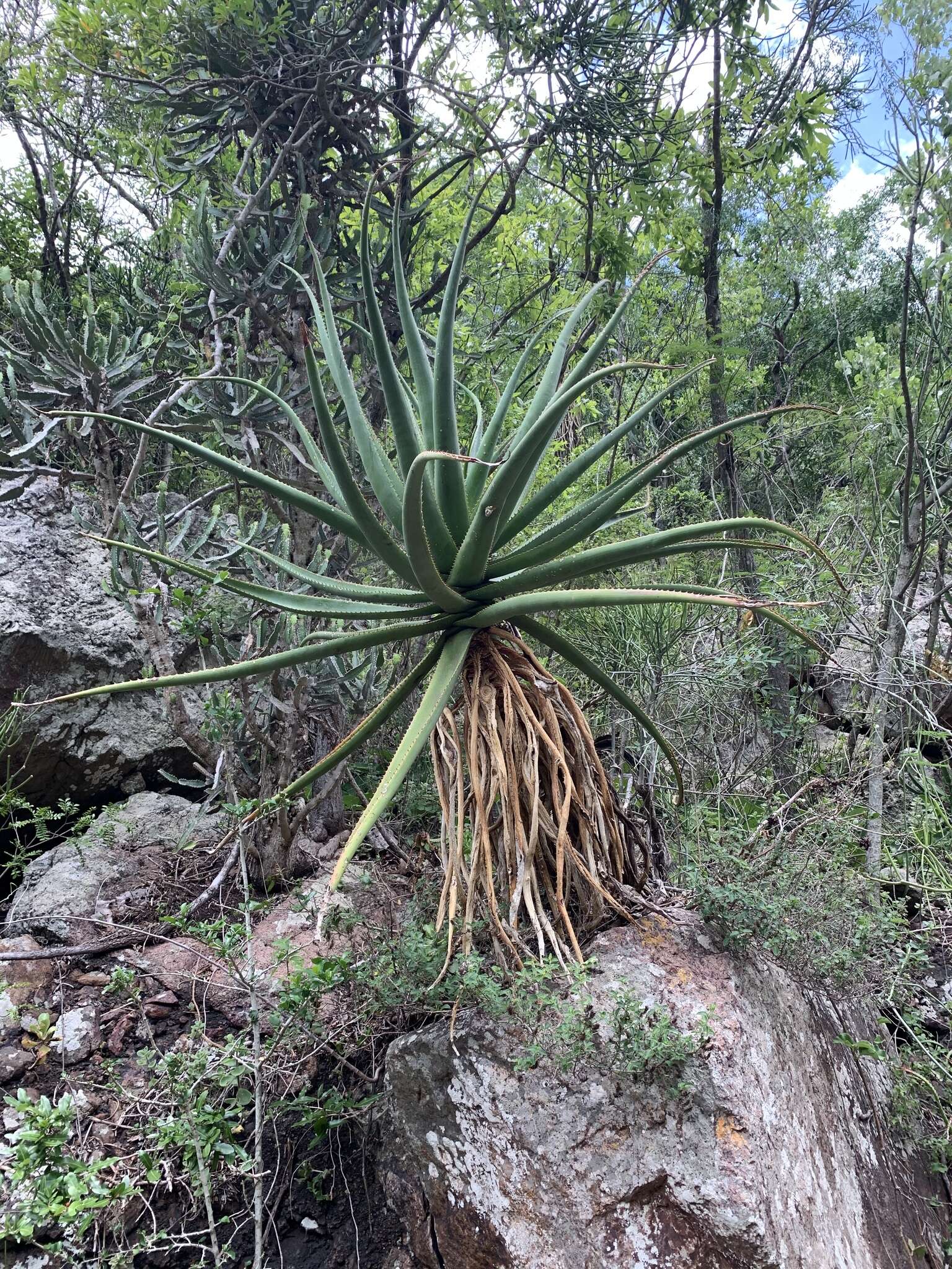 Aloe rupestris Baker resmi