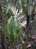 Image of Bedfordia arborescens Hochr.