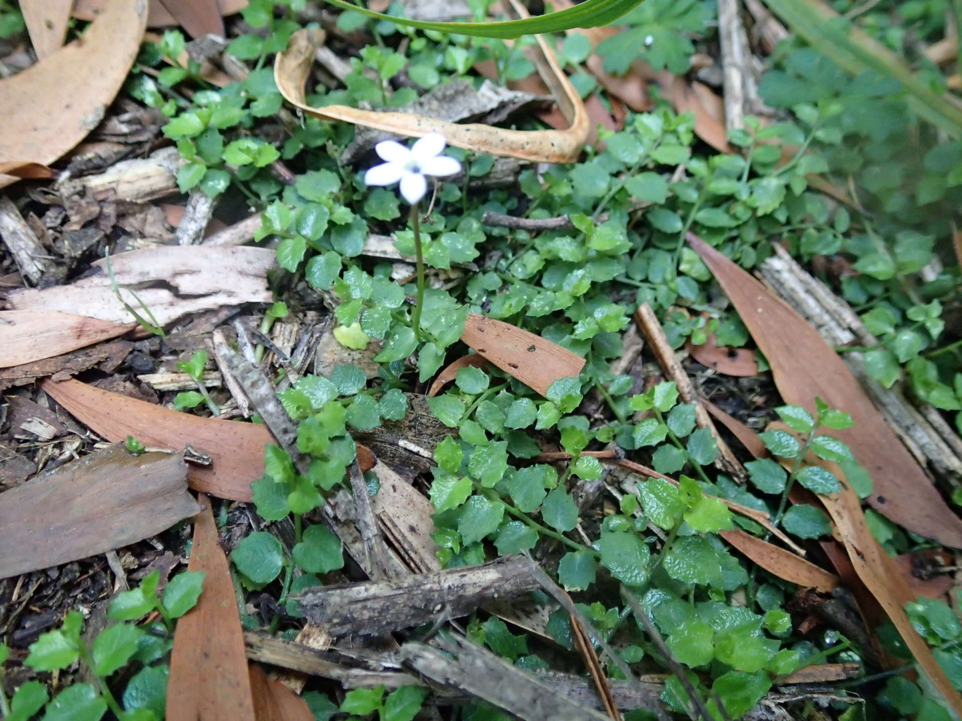 Image de Lobelia pedunculata R. Br.