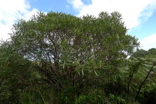 Image of lancewood