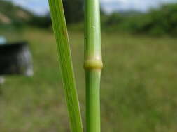 Image of Rhodes grass