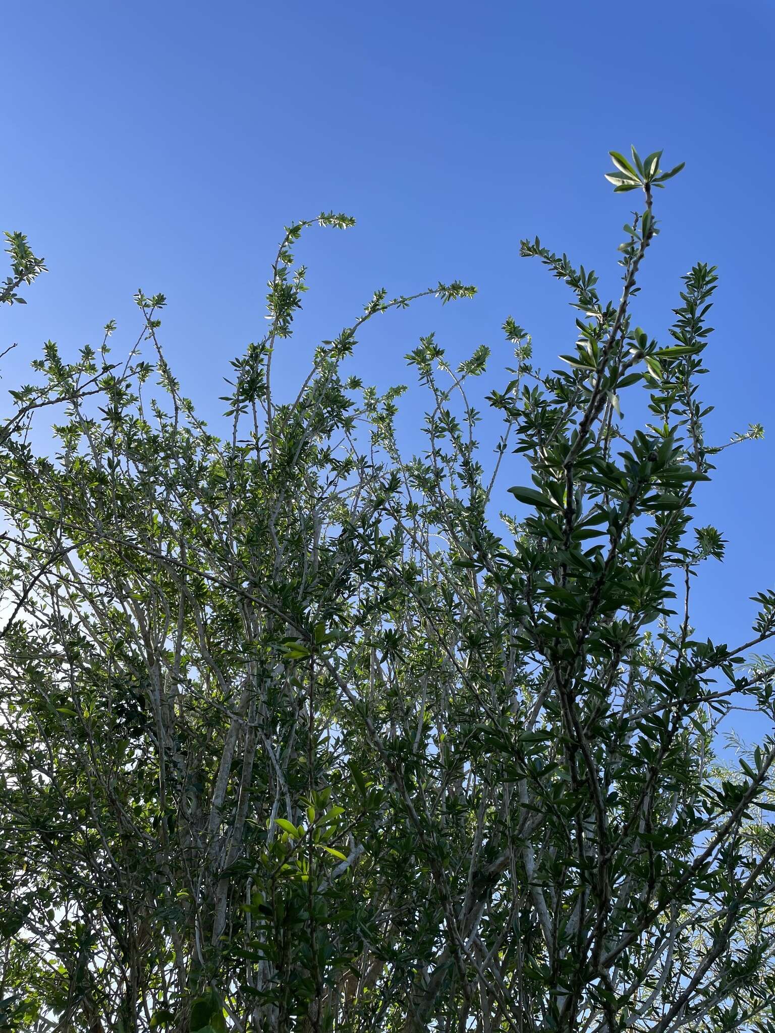 Image de Crescentia linearifolia Miers