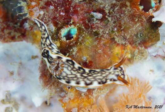 Image of Orange edge khaki slug