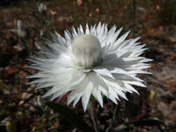 Image of Satin Everlasting