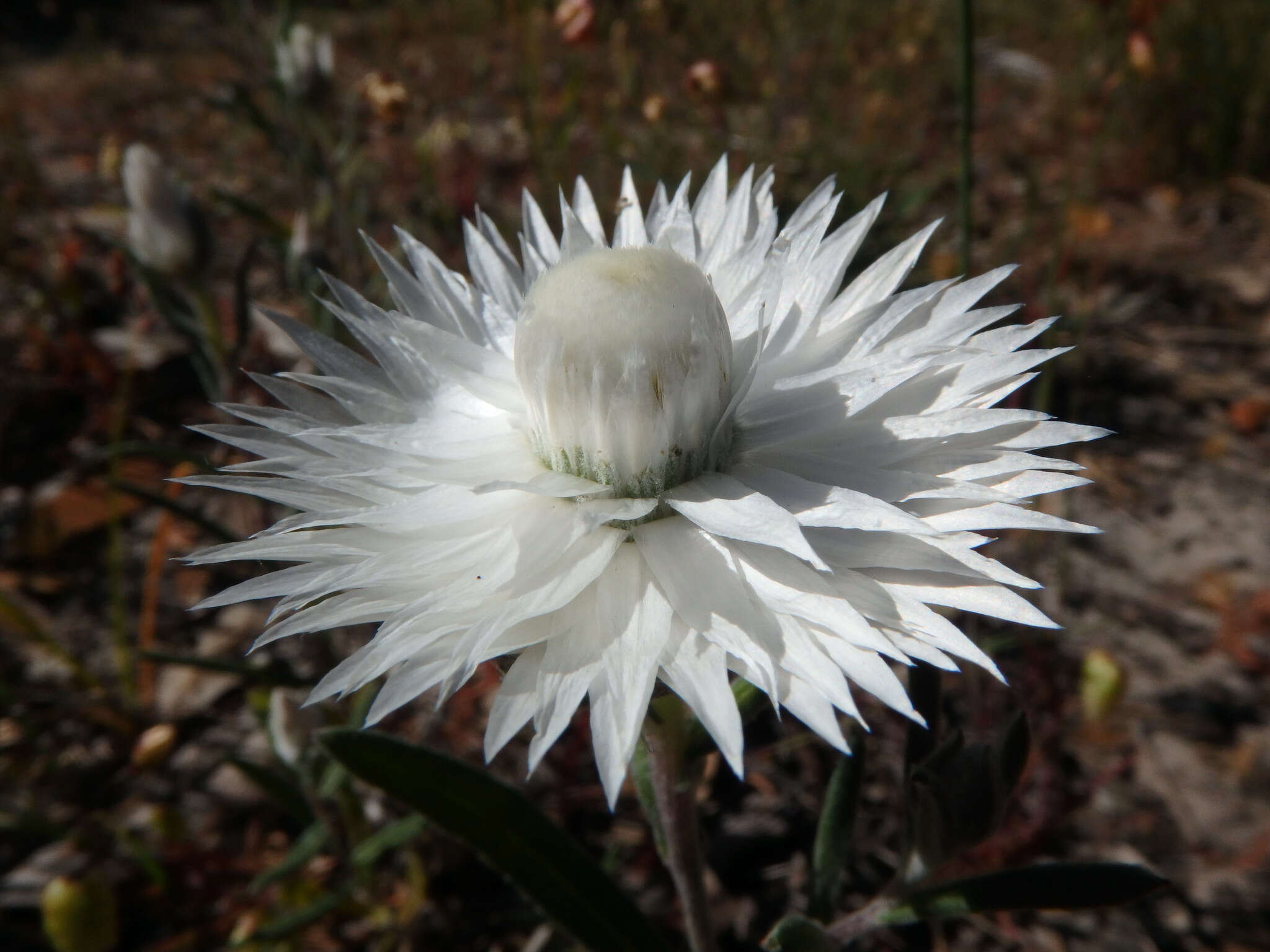 Слика од Helichrysum leucopsideum DC.