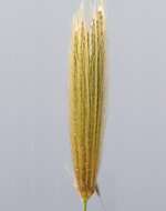 Image of feather fingergrass