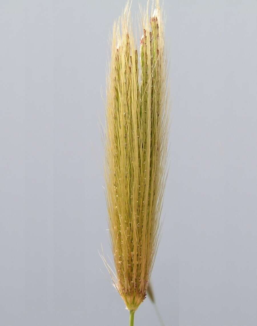 Image of feather fingergrass