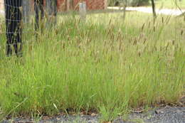 Image of feather fingergrass