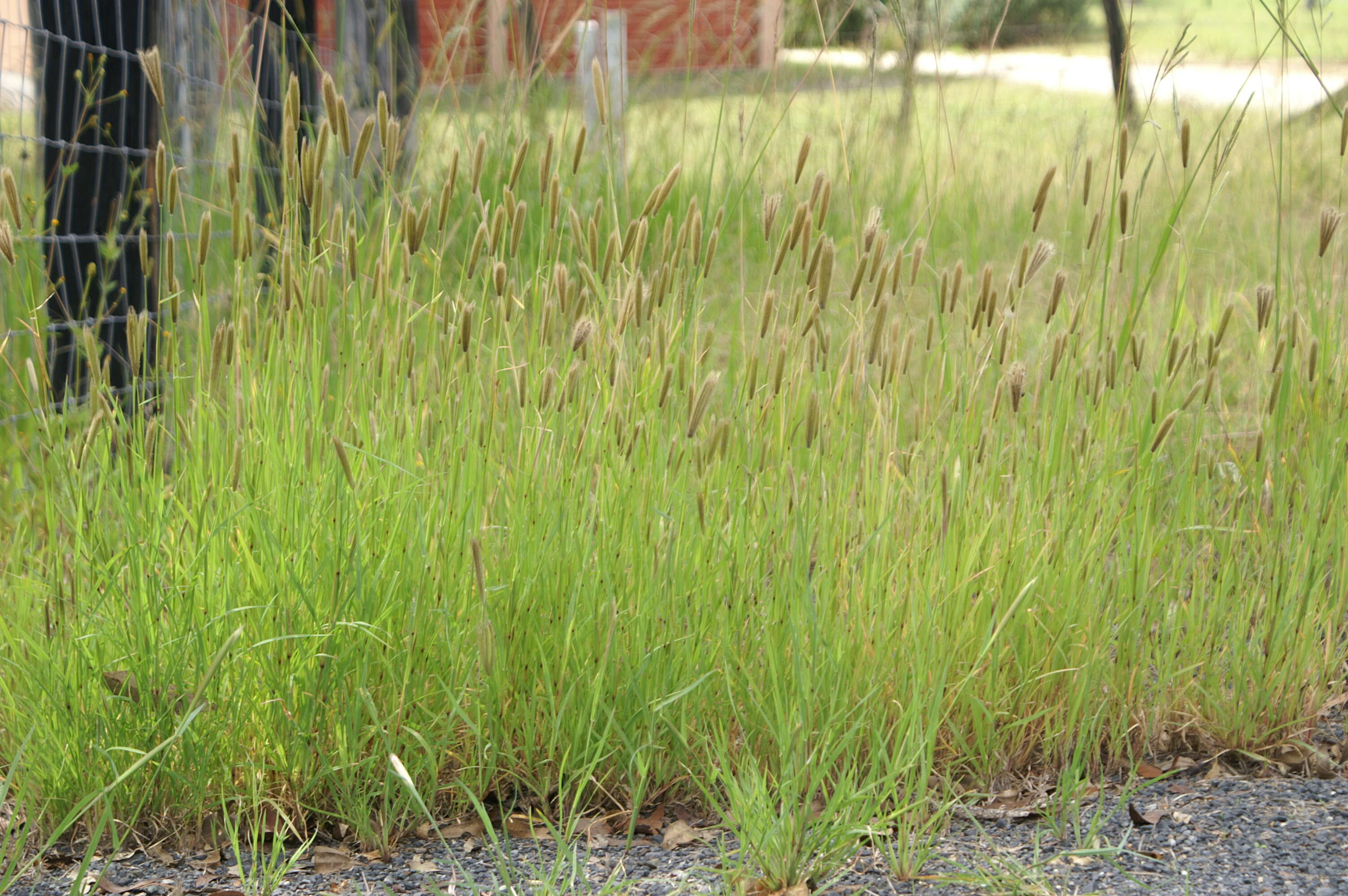 Image of feather fingergrass