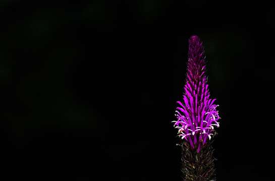 Lobelia brasiliensis A. O. S. Vieira & G. J. Sheph. resmi