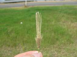 Image of feather fingergrass