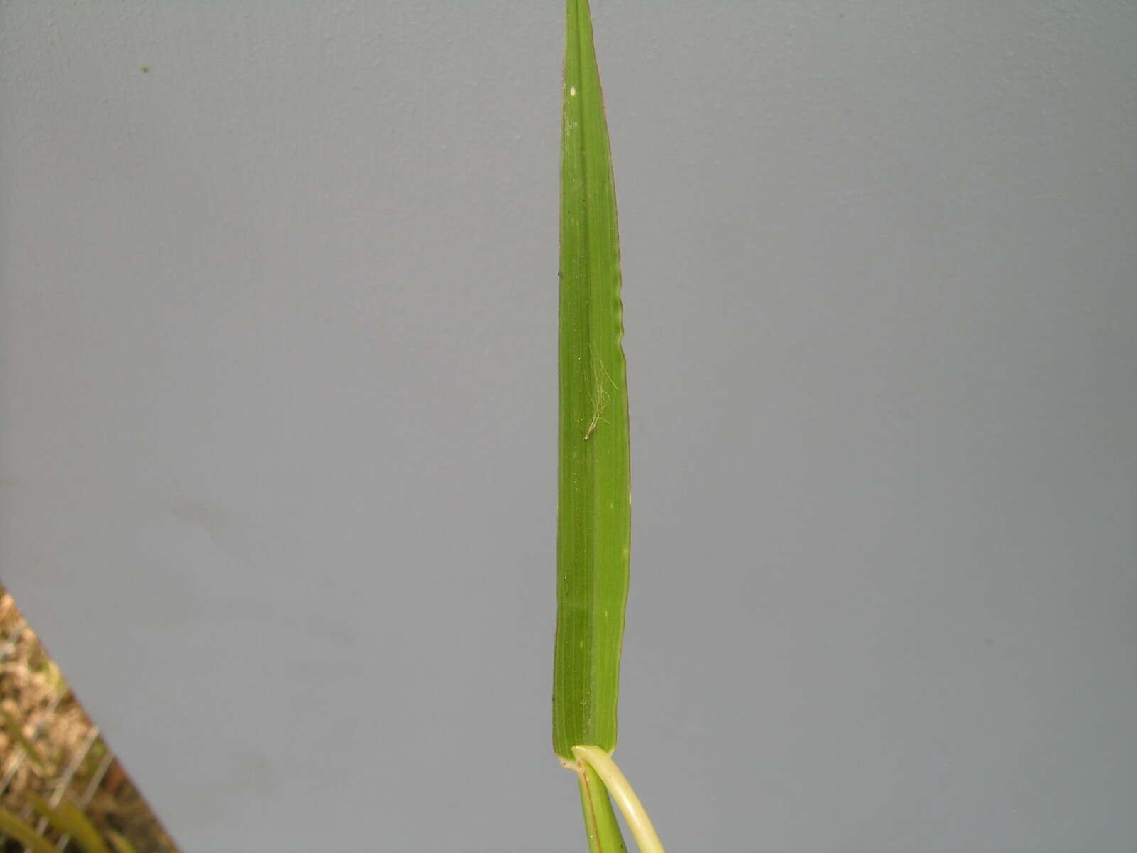 Image of feather fingergrass