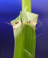 Image of feather fingergrass