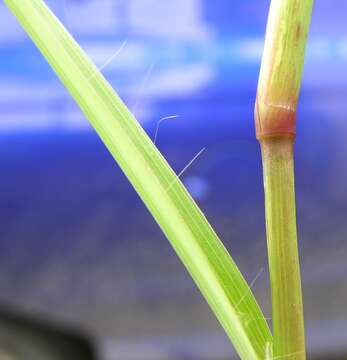 Image of feather fingergrass