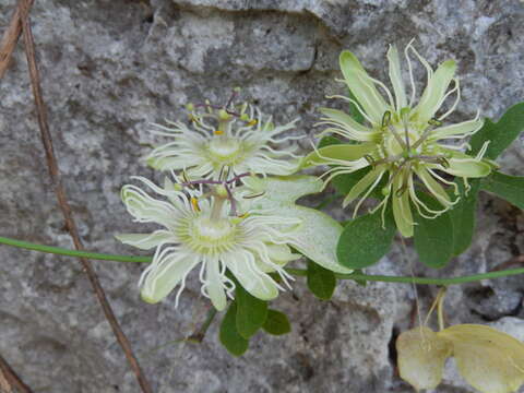 Passiflora affinis Engelm. ex A. Gray的圖片