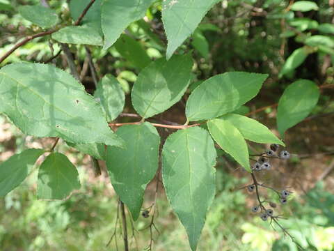 Image of crenate pride-of-Rochester