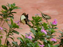 Image of <i>Papilio dardanus tibullus</i>