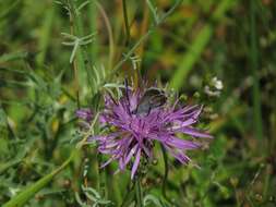 Слика од Centaurea ambigua Guss.