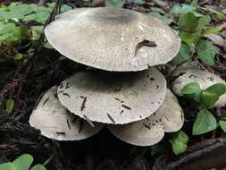 Image of Agaricus deardorffensis Kerrigan 2016