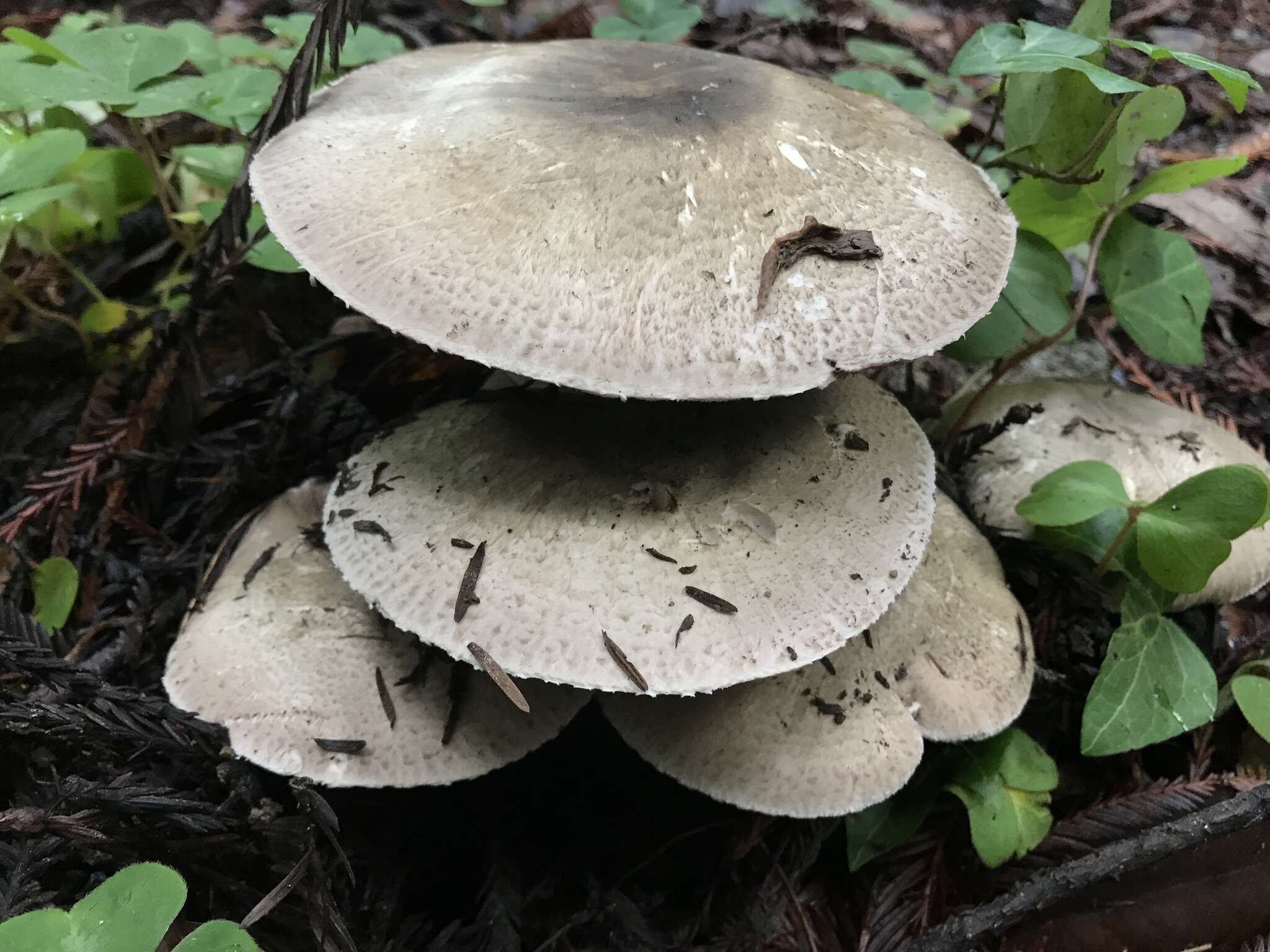 Image of Agaricus deardorffensis Kerrigan 2016