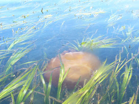 Image of Sea nettle