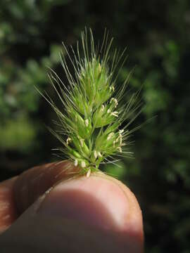 Image of Bristly dogstail grass