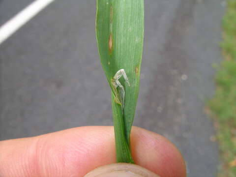 Image of Bristly dogstail grass