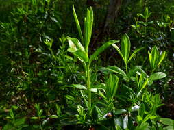 Image of sheep laurel