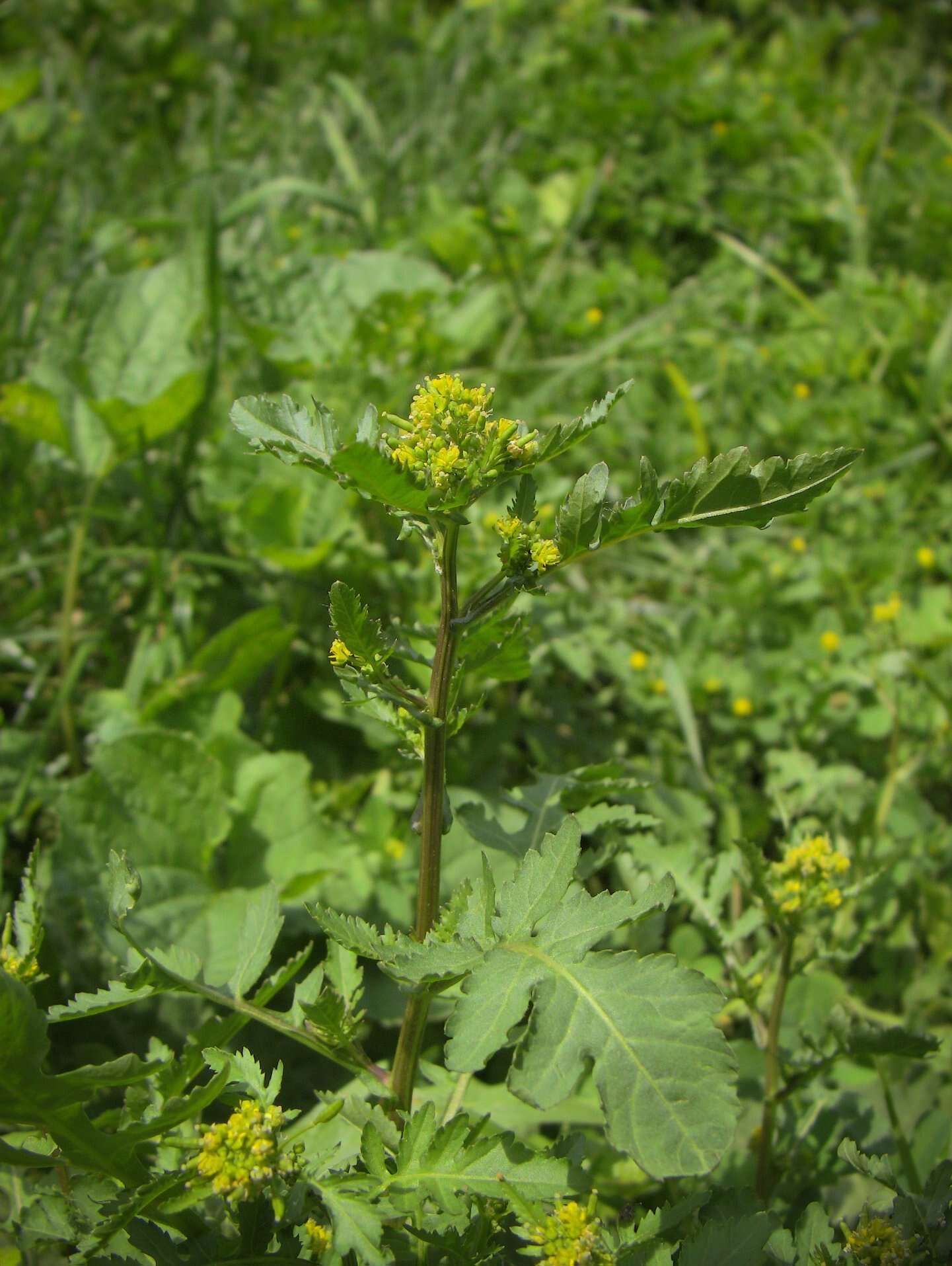 Image of northern marsh yellowcress