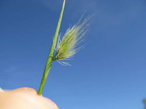 Image of Bristly dogstail grass