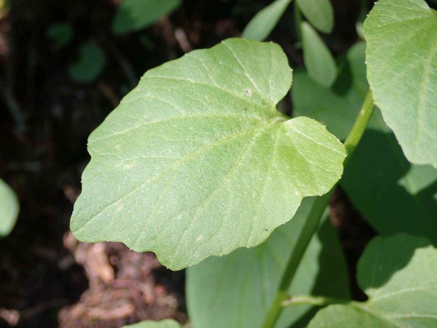 Cardamine cordifolia A. Gray resmi