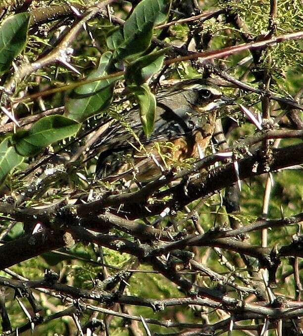 Image of Black-and-chestnut Warbling Finch